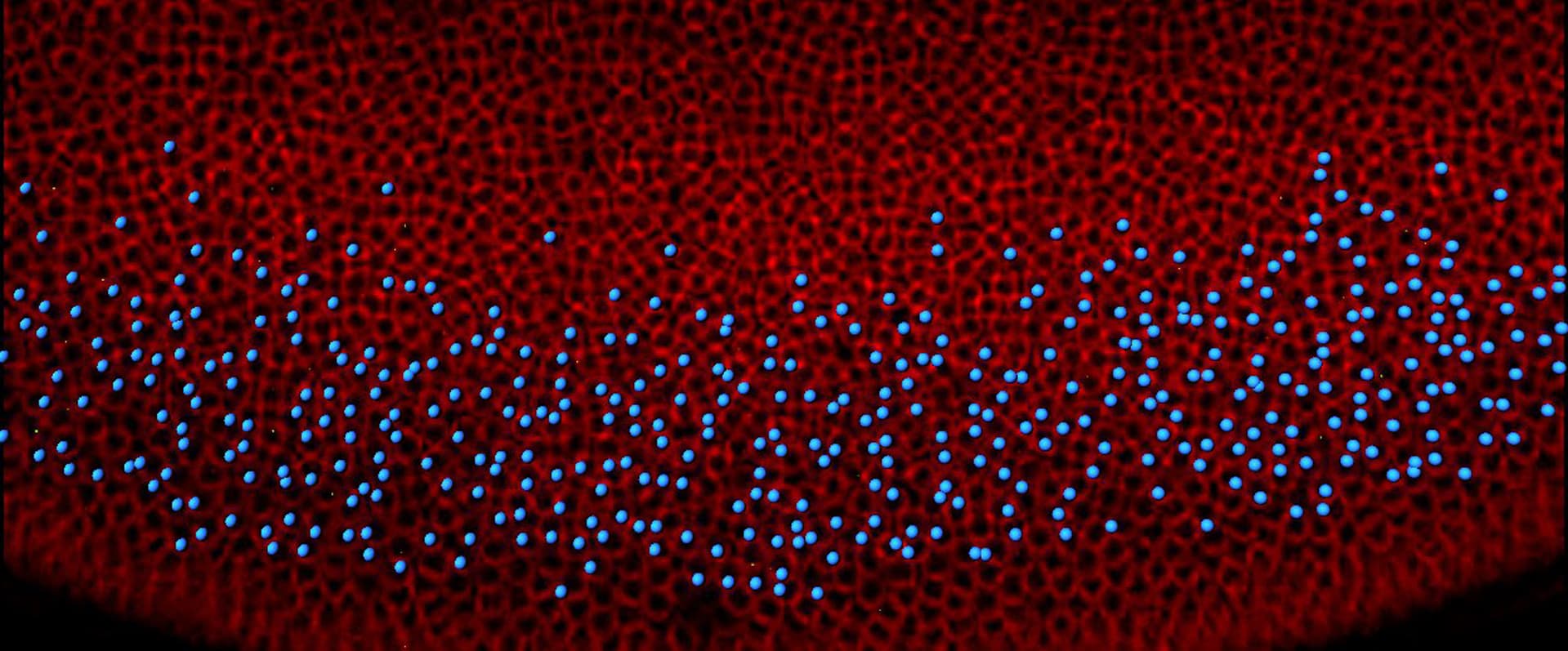 Orchestrating Development in the Fly Embryo