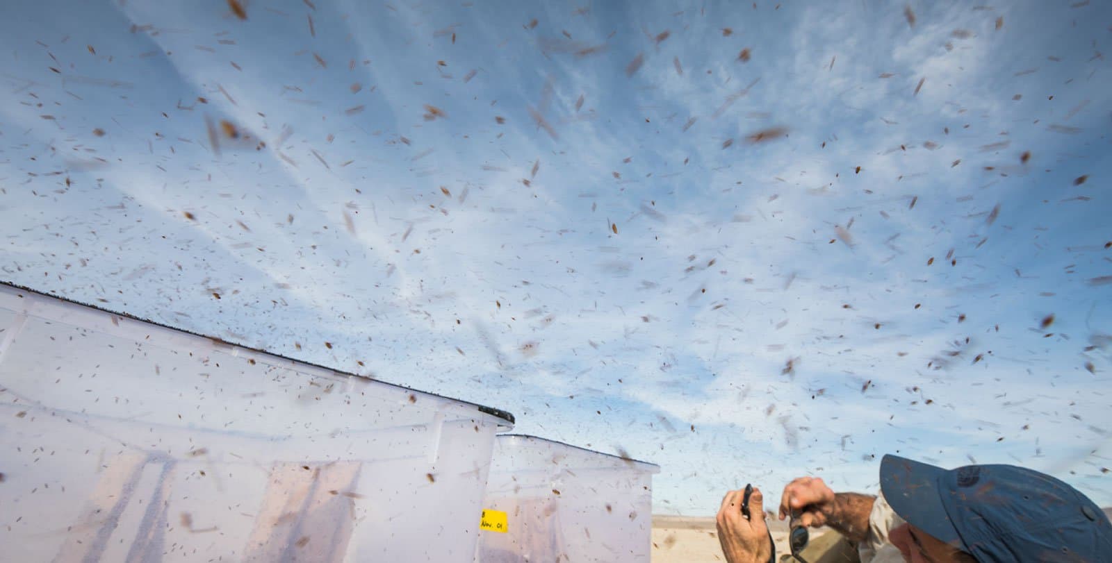Hungry Fruit Flies are Extreme Ultramarathon Fliers