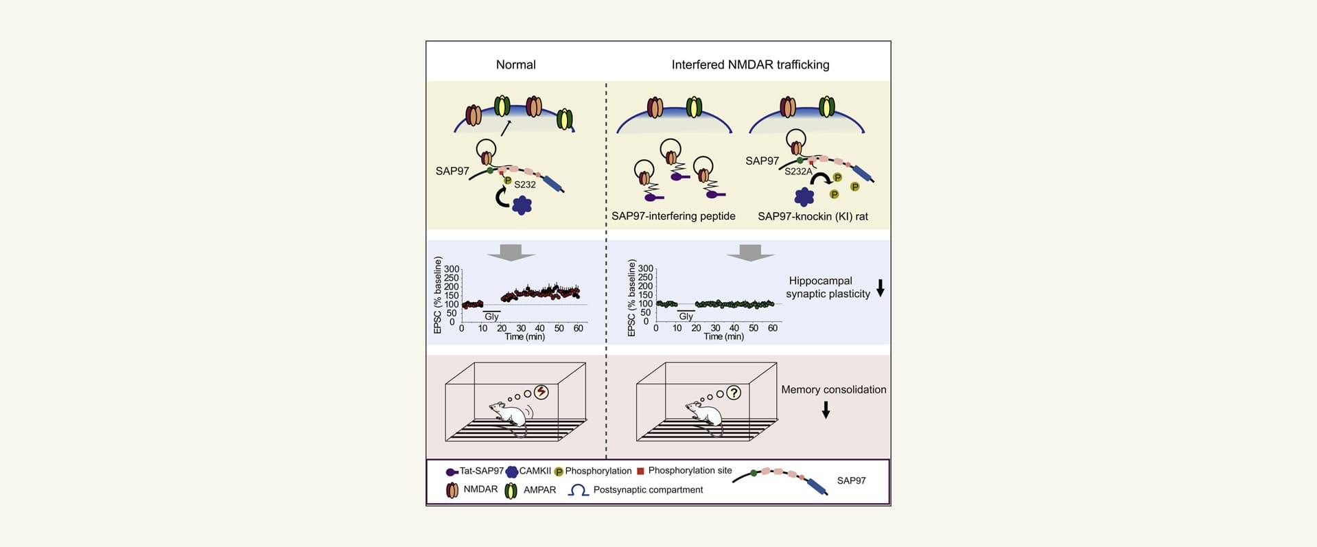Cell Reports: Wei Lu and Tifei Yuan Collaborate on Research in New Mechanism behind Synaptic Plasticity and Memory Consolidation