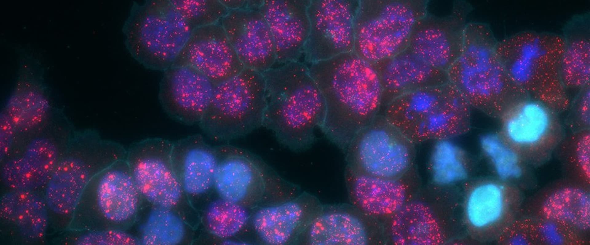 BBE Researchers Receive NIH Award for Transformative Research